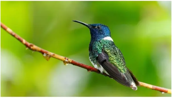 colibri