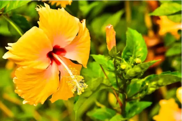 hibiscus Jaune