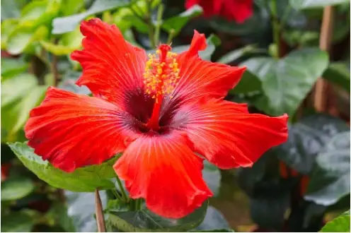 red hibiscus