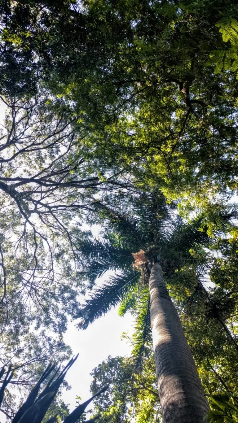 trees